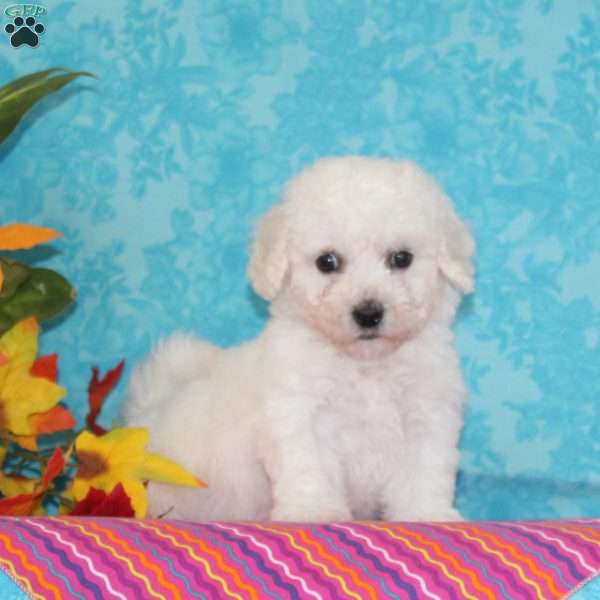 Sweetest Makayla, Bichon Frise Puppy